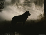 Gray Wolf  Canis Lupus  in Silhouette Against a Fog Bank