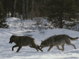 Pair of Gray Wolves  Canis Lupus  Run Through a Snowy Landscape