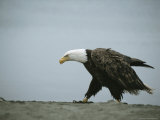 An American Bald Eagle on an Aleutian Islands' Beach