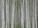 Aspen Tree Trunks in Summer