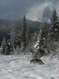 Gray Wolf  Canis Lupus  Enjoys a Snowy Mountain Meadow