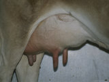 Close View of a Full Udder Waiting to Be Milked
