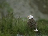 An American Bald Eagle in Grass