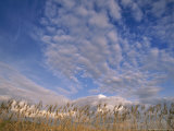 Blue Sky in Summer with Clouds Over Wheat Field