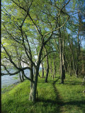 Dirt Path Winds Through a Waterside Forest of Elk Neck State Park