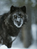 Snow Flakes Cover the Face of a Black-Colored Gray Wolf  Canis Lupus