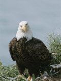 Close View of an American Bald Eagle