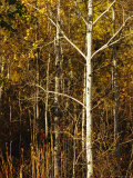 Aspen Trees with Autumn Foliage in Whiteshell Provincial Park