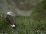 An American Bald Eagle in Grass