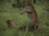 Pair of Leopards Courting in Green Grass