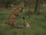 Pair of Leopards Courting in Green Grass