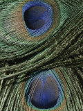 Close View of Colorful Peacock Feathers