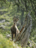 Capra Ibex Peers From Behind a Tree Stump
