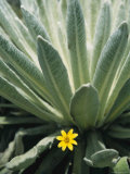 Close View of a Frailejon Plant  Which Grows Only Above 10 000 Feet
