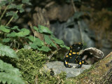 Salamander Perches on a Rock Among the Foliage