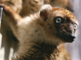 Close View of a Lemur in Madagascar
