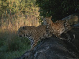 Pair of Leopards Resting in the Shade on a Large Rock