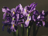 Sunlight Beams onto a Cluster of Irises