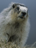 Hoary Marmot  Denali National Park  Alaska