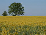 Pair of Trees Stand Among a Field of Yellow Flowers