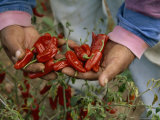 Migrant Worker Displays a Handful of Fresh-Picked Chili Peppers