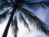 Silhouette of a Palm Tree