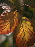 Close View of Dew on Autumn Foliage