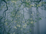 Dogwood Blossoms in a Foggy Forest