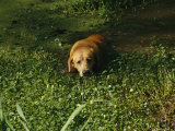 Pet Dog Takes a Dip in Swampy Water
