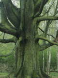 Large Tree with Many Branches
