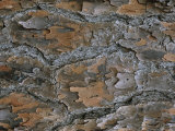 Close View of Pine Tree Bark That Has Been Scorched By Fire