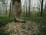 Beaver Damage is Apparent on a Tree in the Woods
