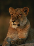 Lion Strikes a Restful Pose in Afternoon Sun