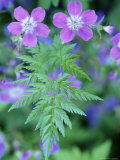 Close View of a Herb Robert Geranium