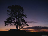 Silhouette of Lone Tree at Twilight