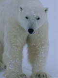 Portrait of a Polar Bear  Ursus Maritimus  in Snow