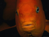 Portrait of a Garibaldi Fish
