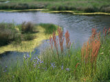 Ferns  Sedges  and Wildflowers Growing Along the Banks of a Waterway