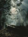 Sunlight Beams Through Smoke and the Branches of a Pine Tree