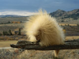 An Albino Porcupine Sits on a Tree Limb