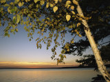 Birch Tree Leaves Highlighted at Sunset on Clear Lake
