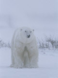 Portrait of a Polar Bear  Ursus Maritimus  in a Snow Storm