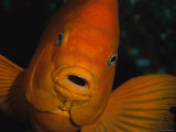 Portrait of a Garibaldi Fish