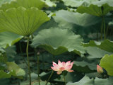 Blooming Lotus Water Lily Flower