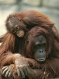 Mother Orangutan with Her Young