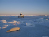 Baby Harp Seal Lies Upon the Ice with a Helicopter in the Distance