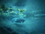 Pair of Manatees Swim Beneath the Kelp