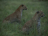 Pair of Leopards Sit Alert in a Grassy Field