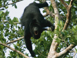 Black Howler Monkey Calls in a Tree