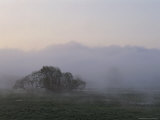 Lone Tree Appears in the Mist
